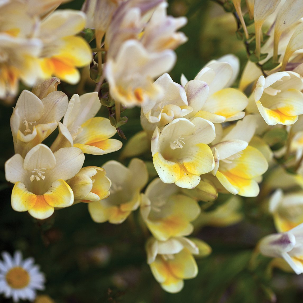 Freesia refracta alba