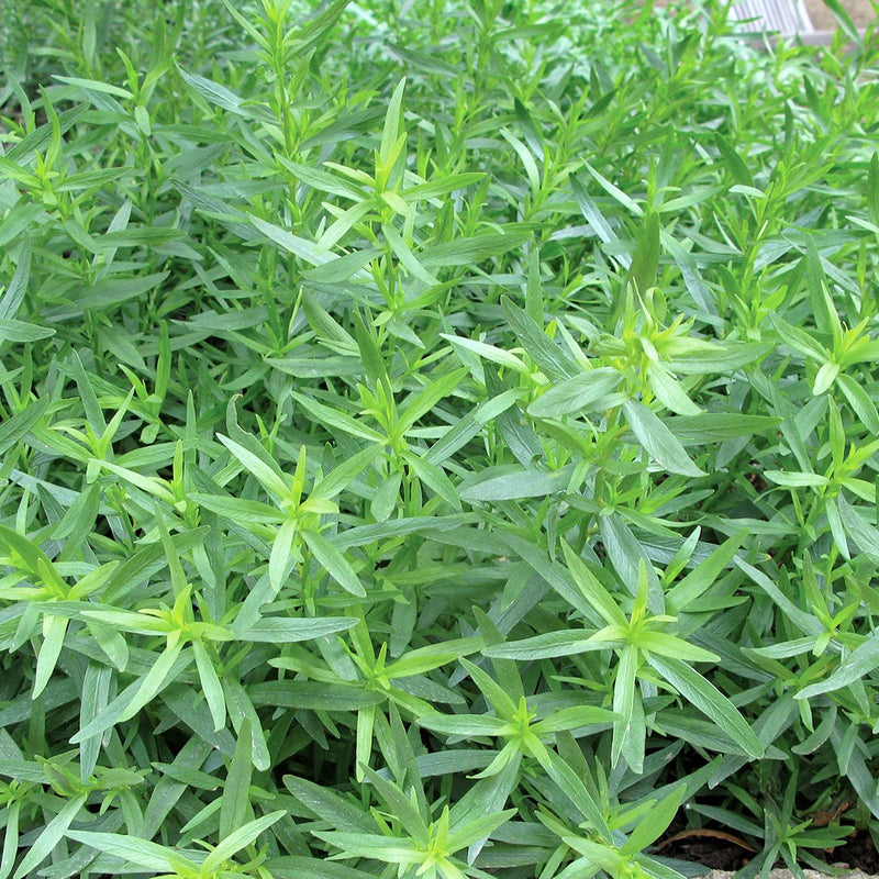 French Tarragon The Diggers Club