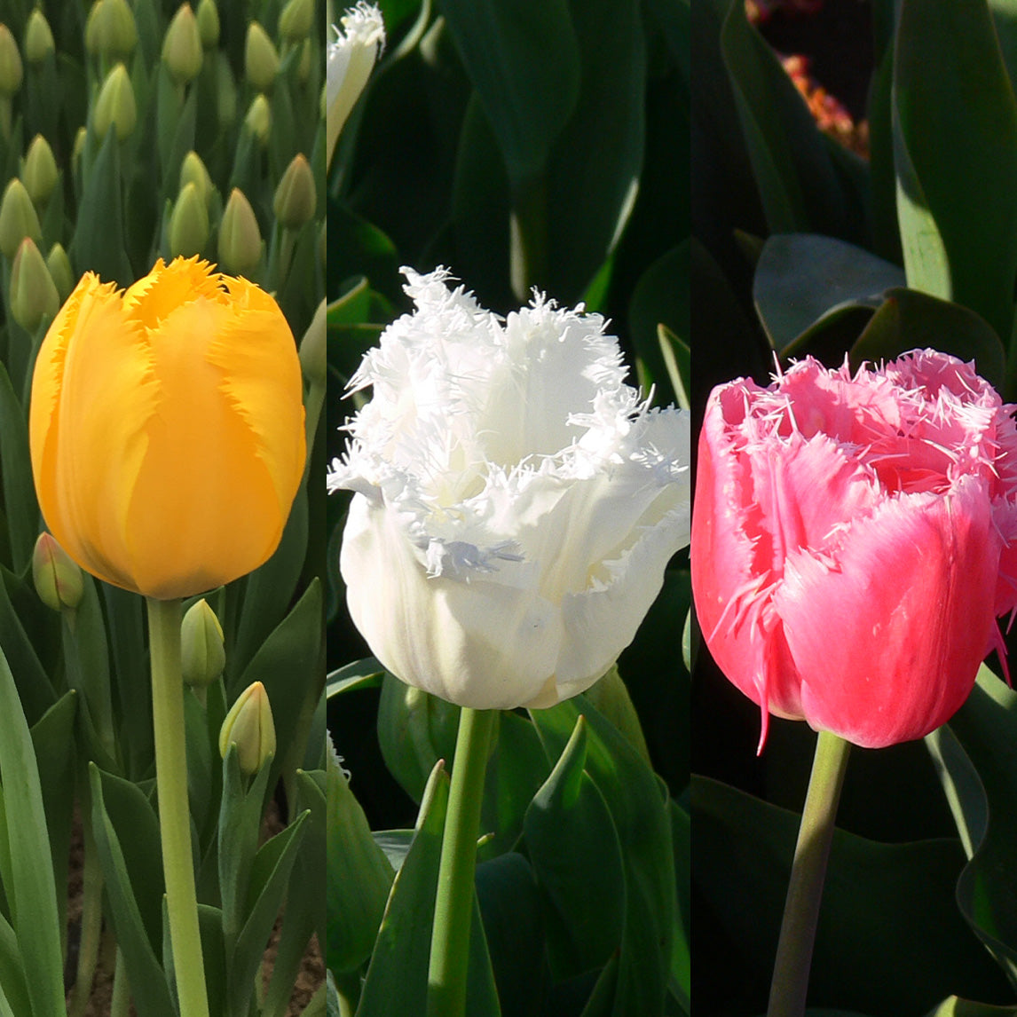 Fringed Tulip Collection (30 Bulbs)