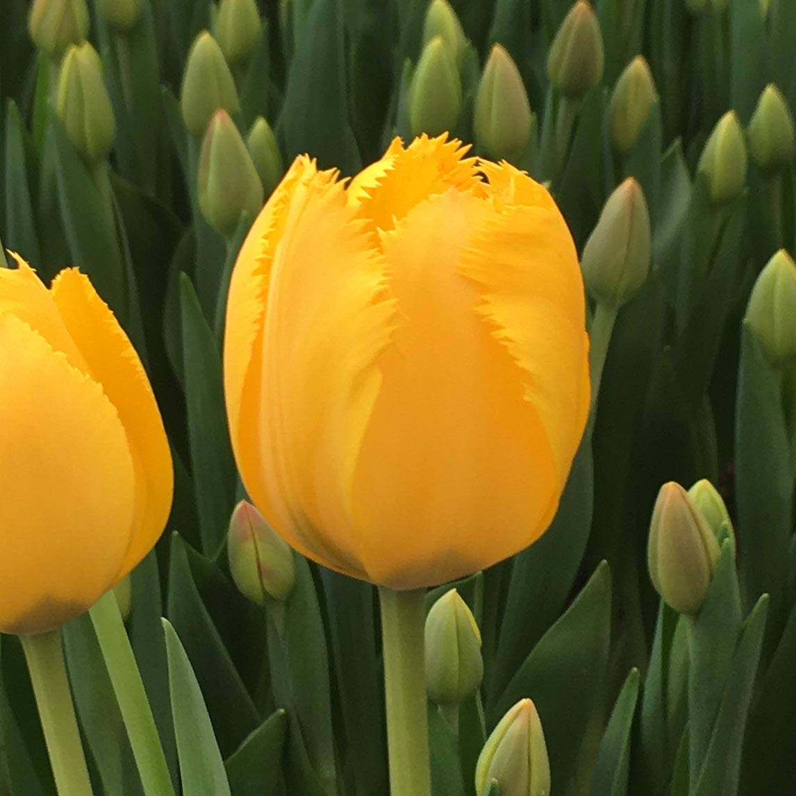 Fringed Tulip Collection (30 Bulbs)