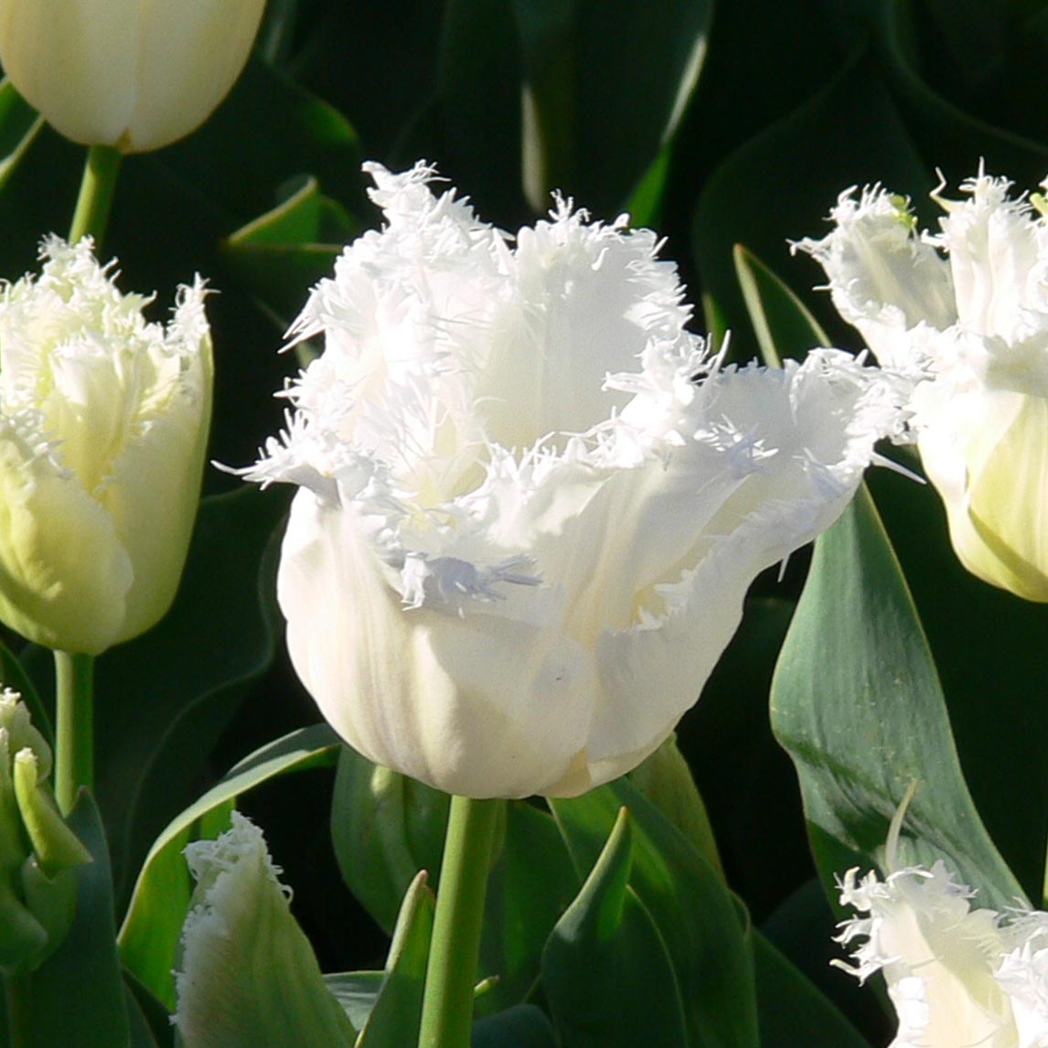Fringed Tulip Collection (30 Bulbs)