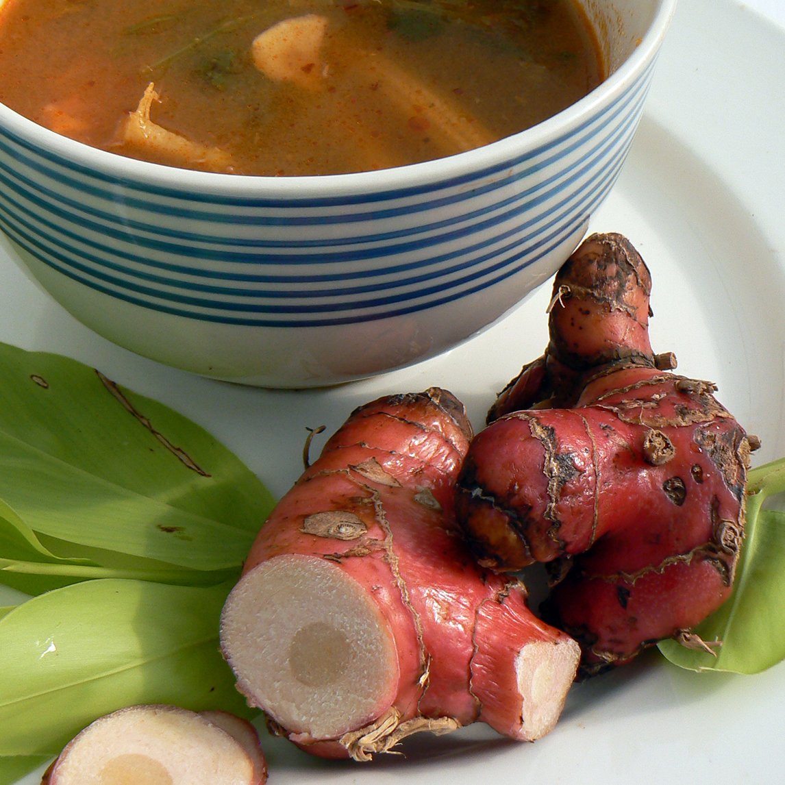 Galangal - Potted plant