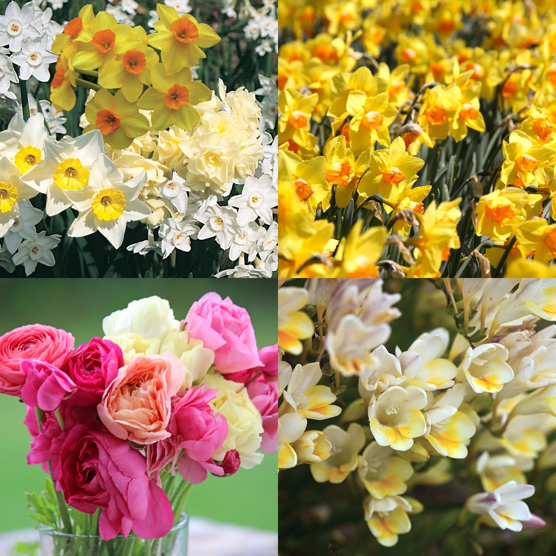 Lucky Dip Bulbs - Spring Flowering Collection