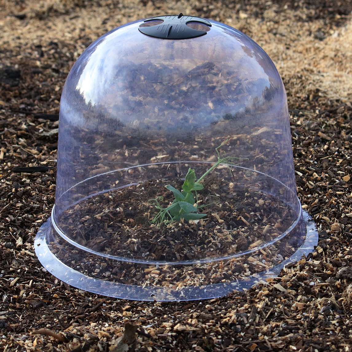 Garden Cloche - Pack Of 3