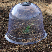 Garden Cloche - Pack Of 3
