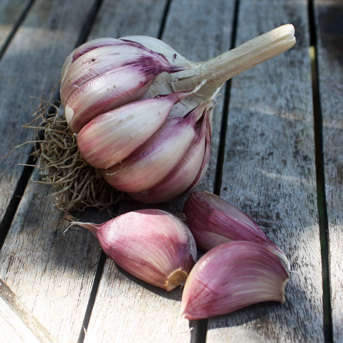 Garlic &#39;Bluesky Creole&#39; (2 Heads) Organic