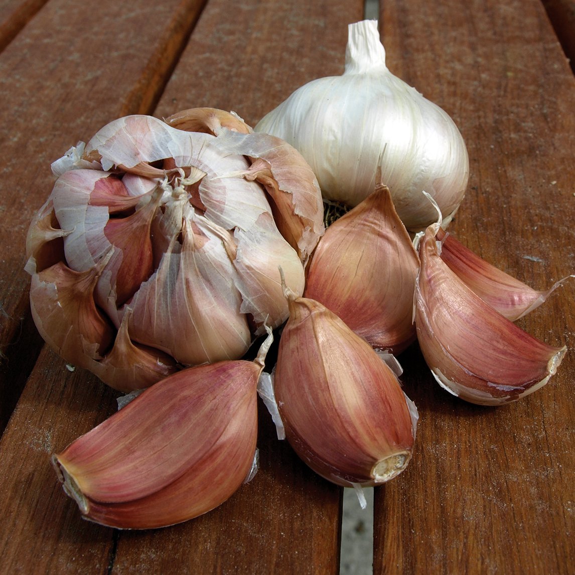 Garlic &#39;Bluesky Silverskin&#39; (2 Heads) Organic
