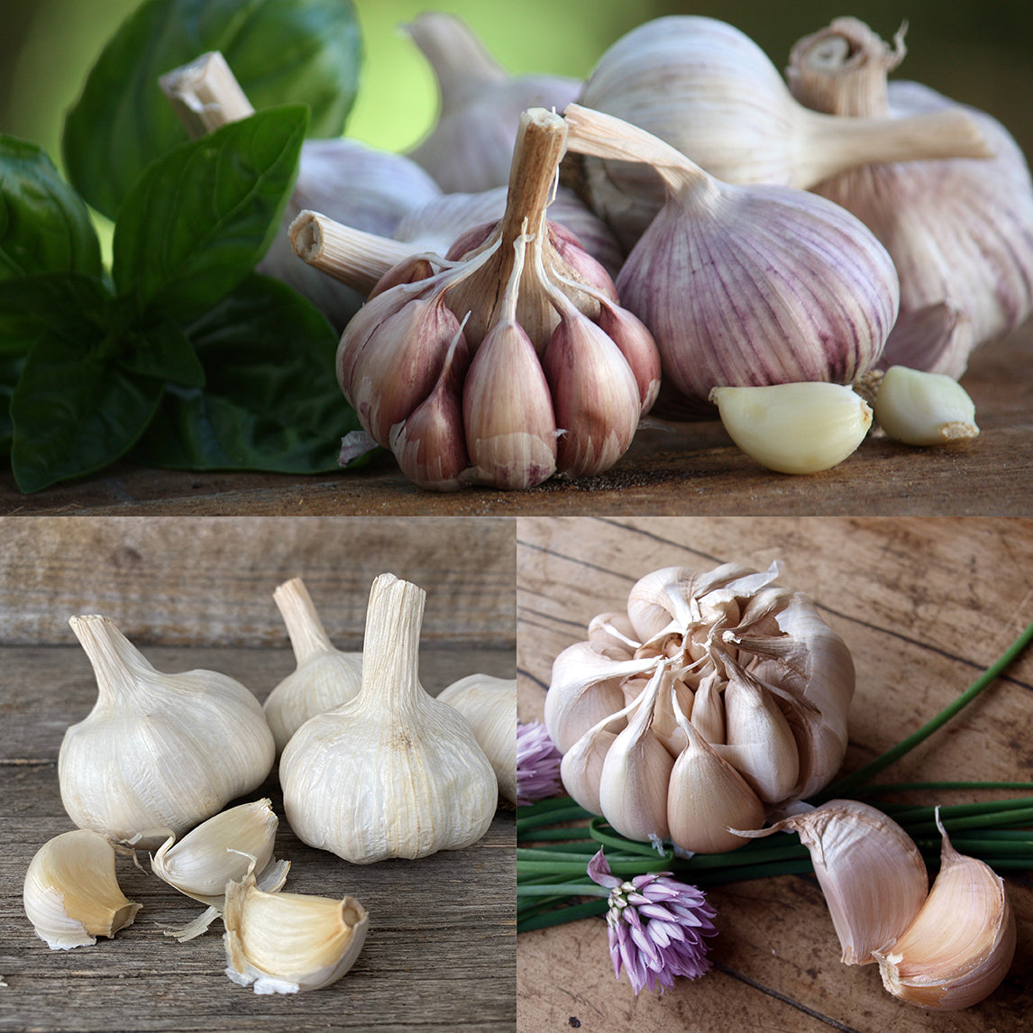 Garlic - Early Collection