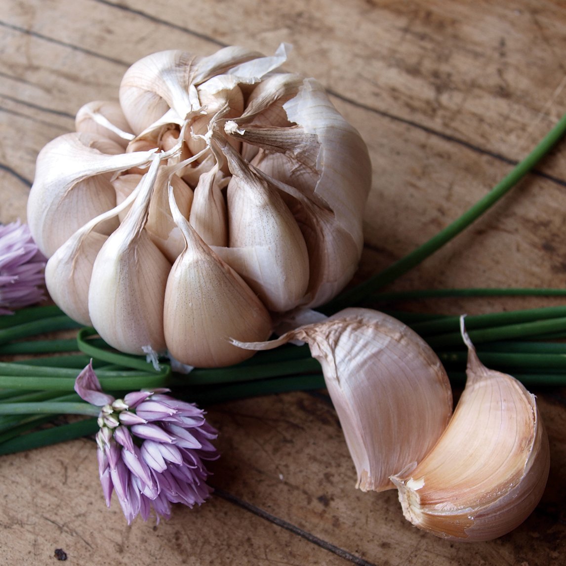 Garlic &#39;Early Purple&#39; (2 Heads)