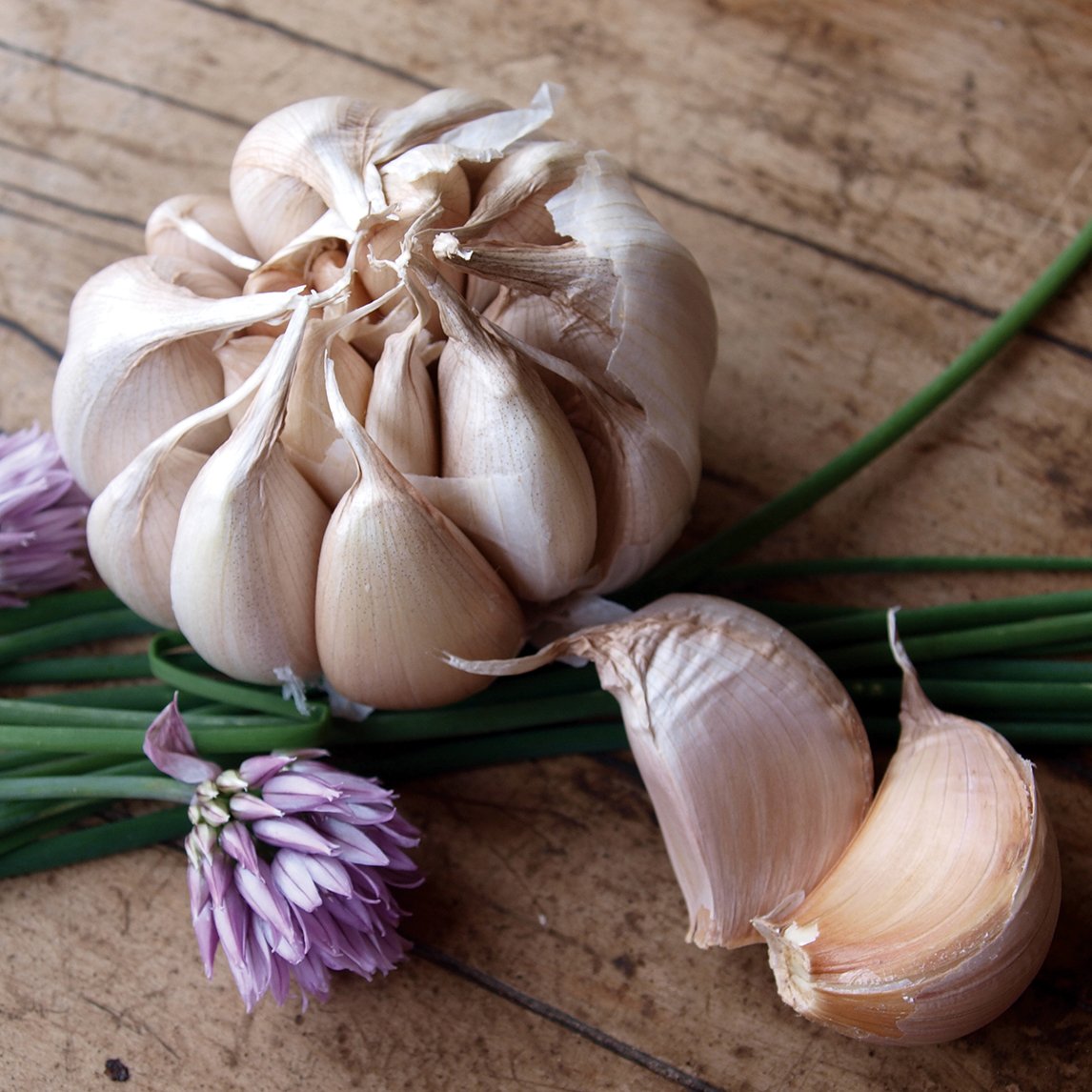Garlic 'Early Purple' (2 Heads)