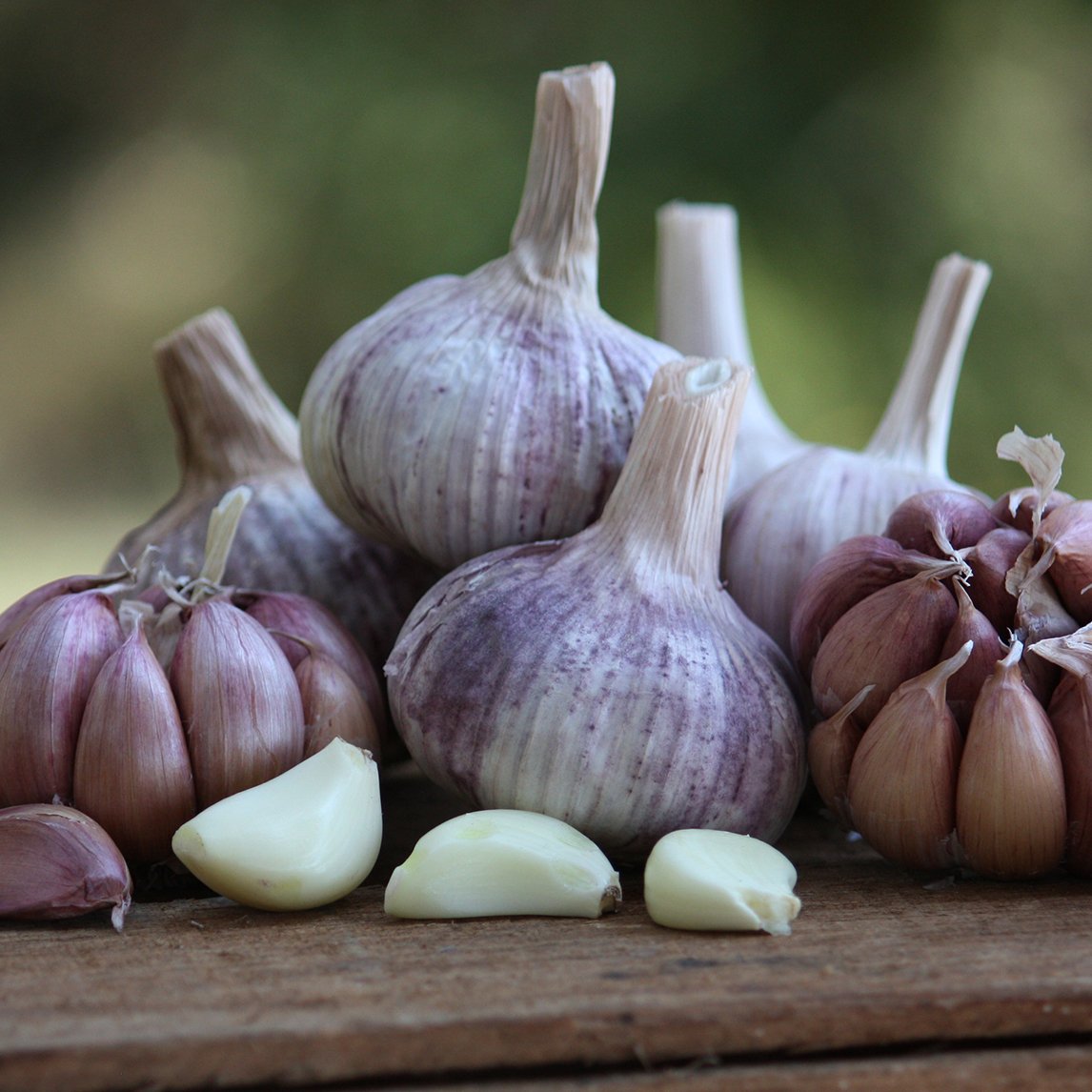 The Diggers Club - Garlic 'Flinders Island Purple' 