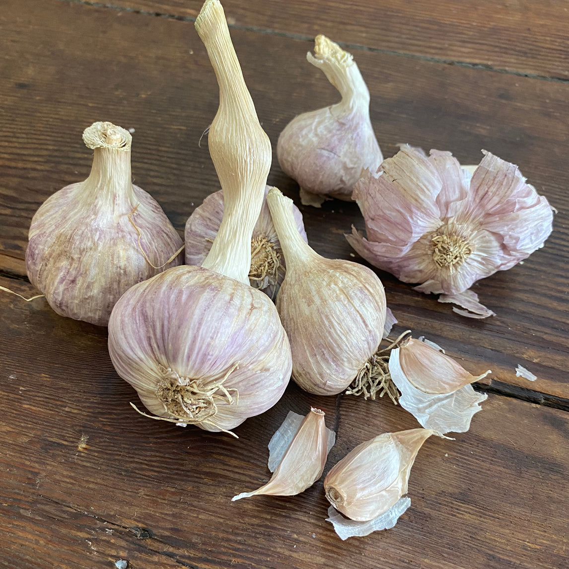 Garlic 'Glenlarge' (2 Heads)