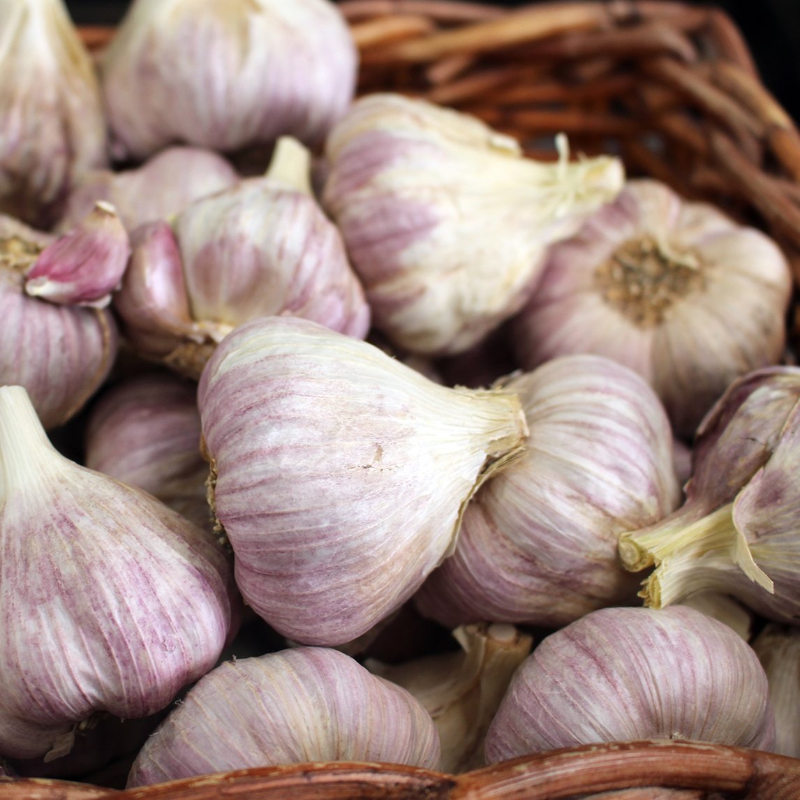 Garlic 'Italian Red' (2 Heads) Organic