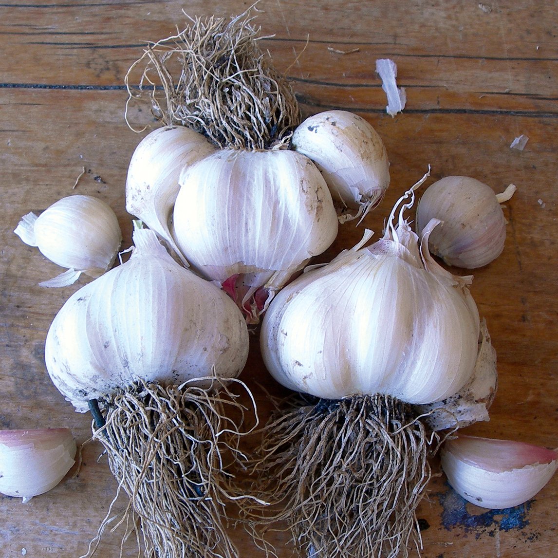Garlic 'Italian White' (2 Heads)
