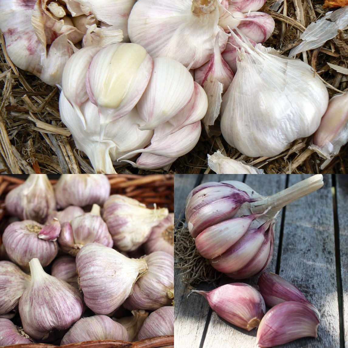 Garlic - Organic Collection