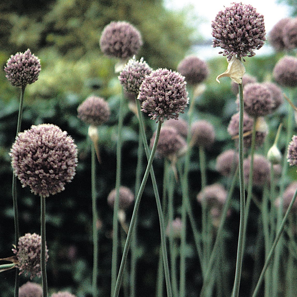 Elephant Garlic Organic