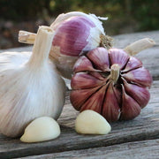 Late Harvest Garlic Collection (6 heads)