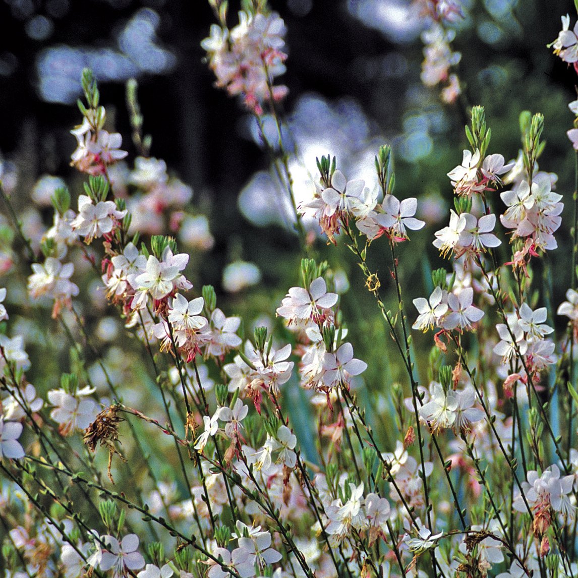 Gaura 'Summer Breeze'