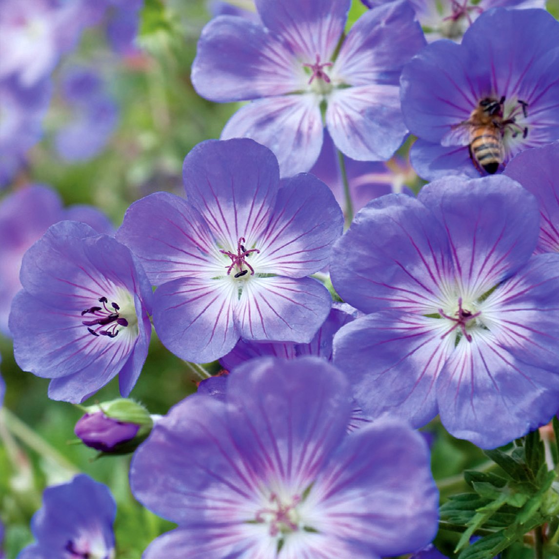 Geranium 'Rozanne' Pbr