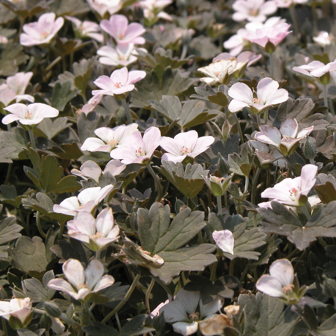 Geranium 'Seaspray'