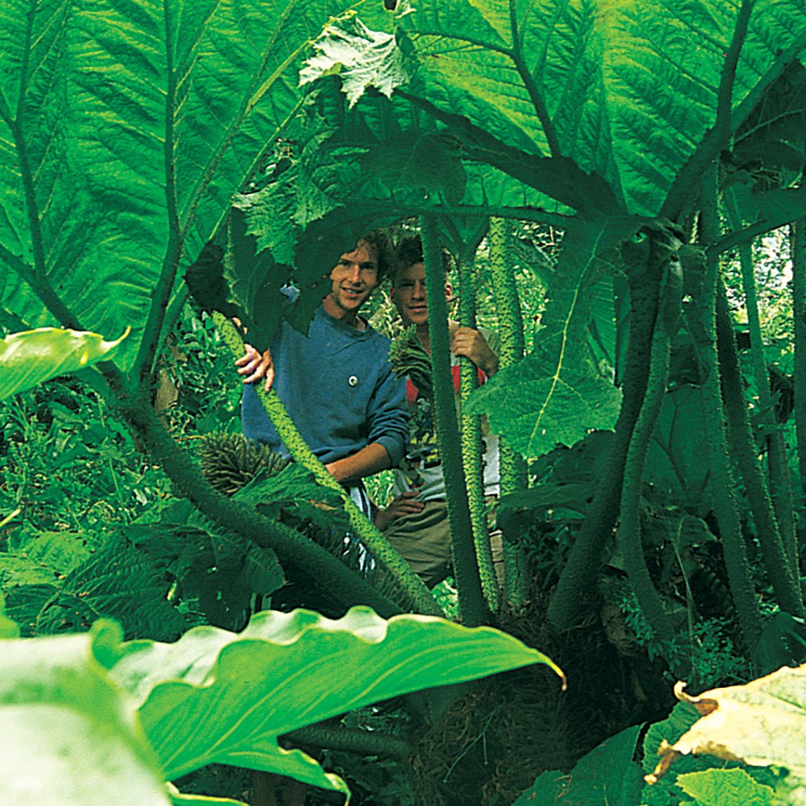 Giant Gunnera