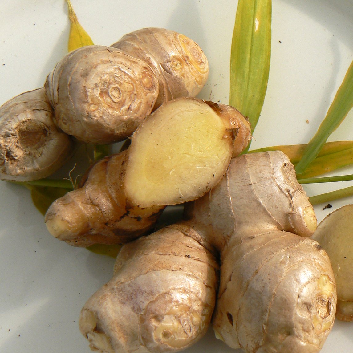 Ginger - Potted plant