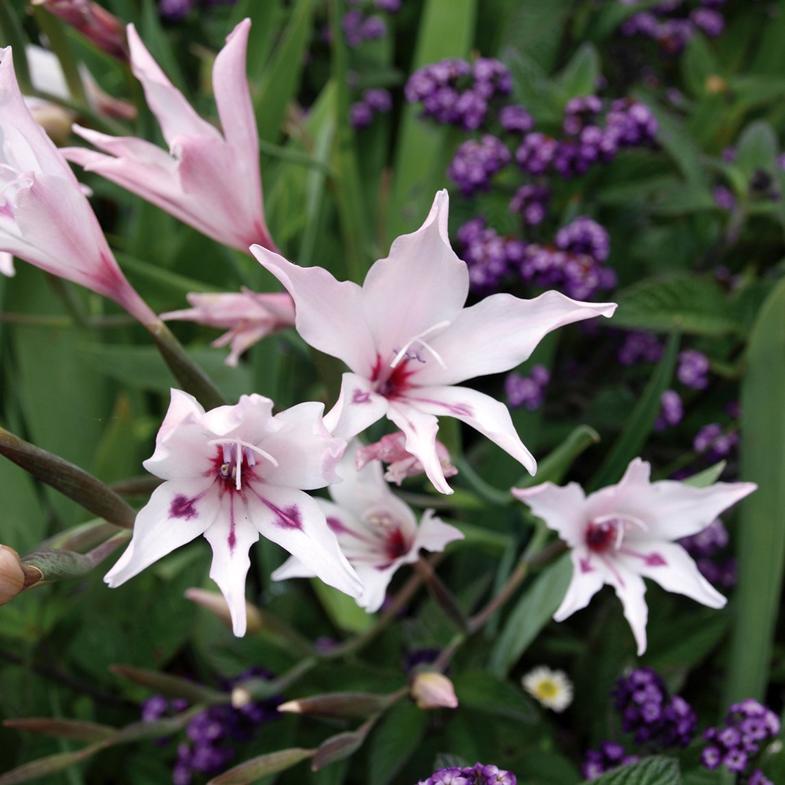 Gladiolus 'Blushing Bride'