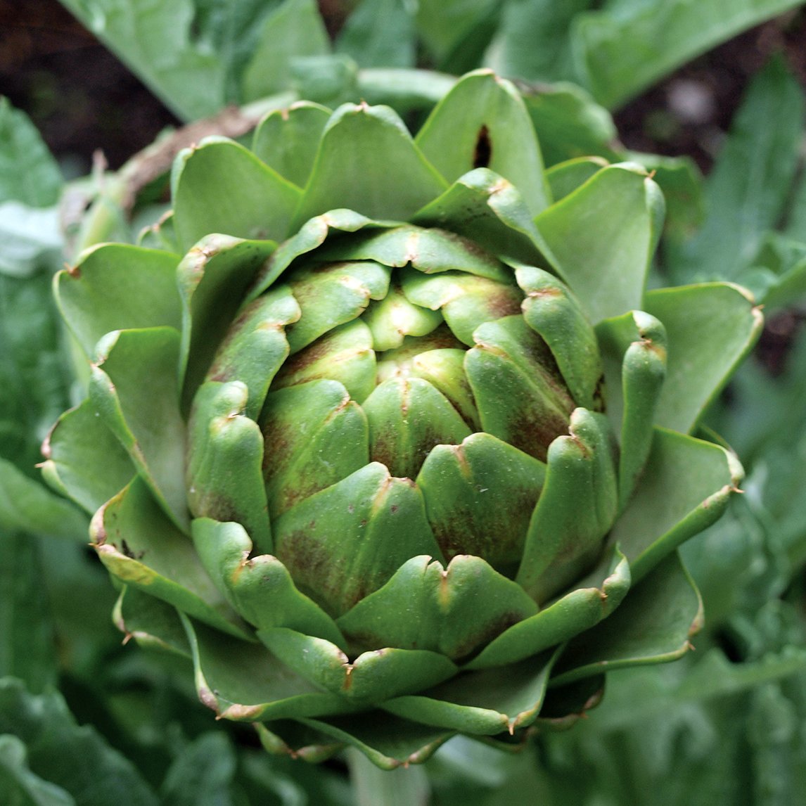 Artichoke &#39;Imperial Star&#39;