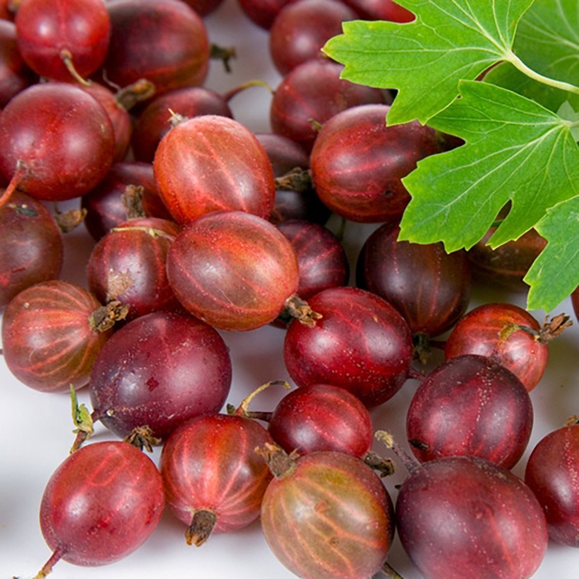 Gooseberry &#39;Captivator&#39;