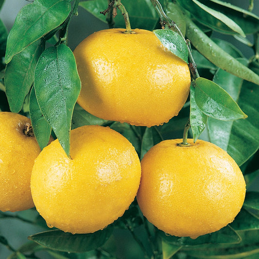 Grapefruit 'Marsh'