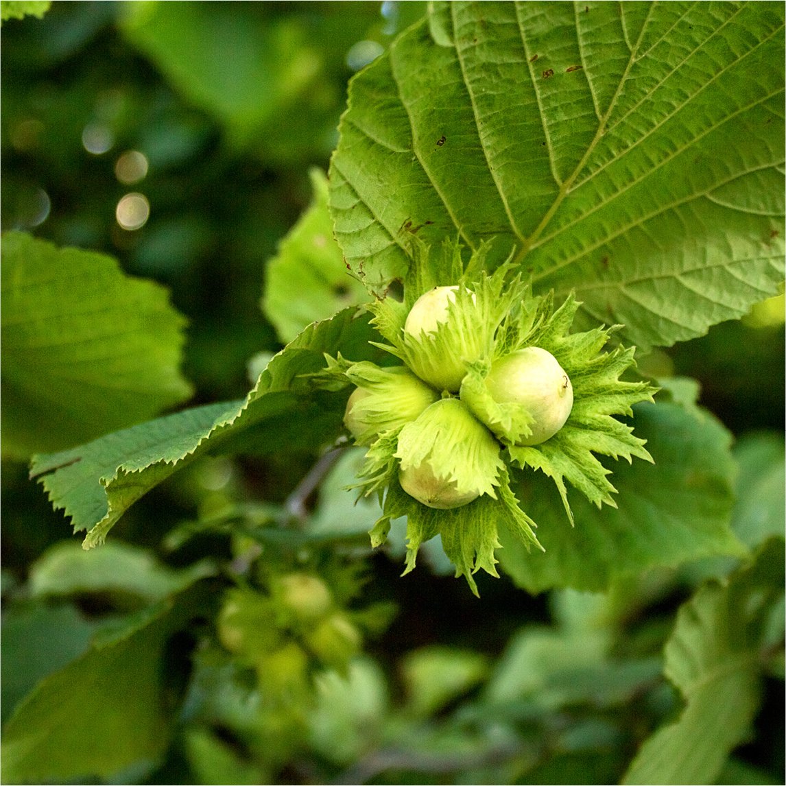 Hazelnut &#39;Butler&#39;