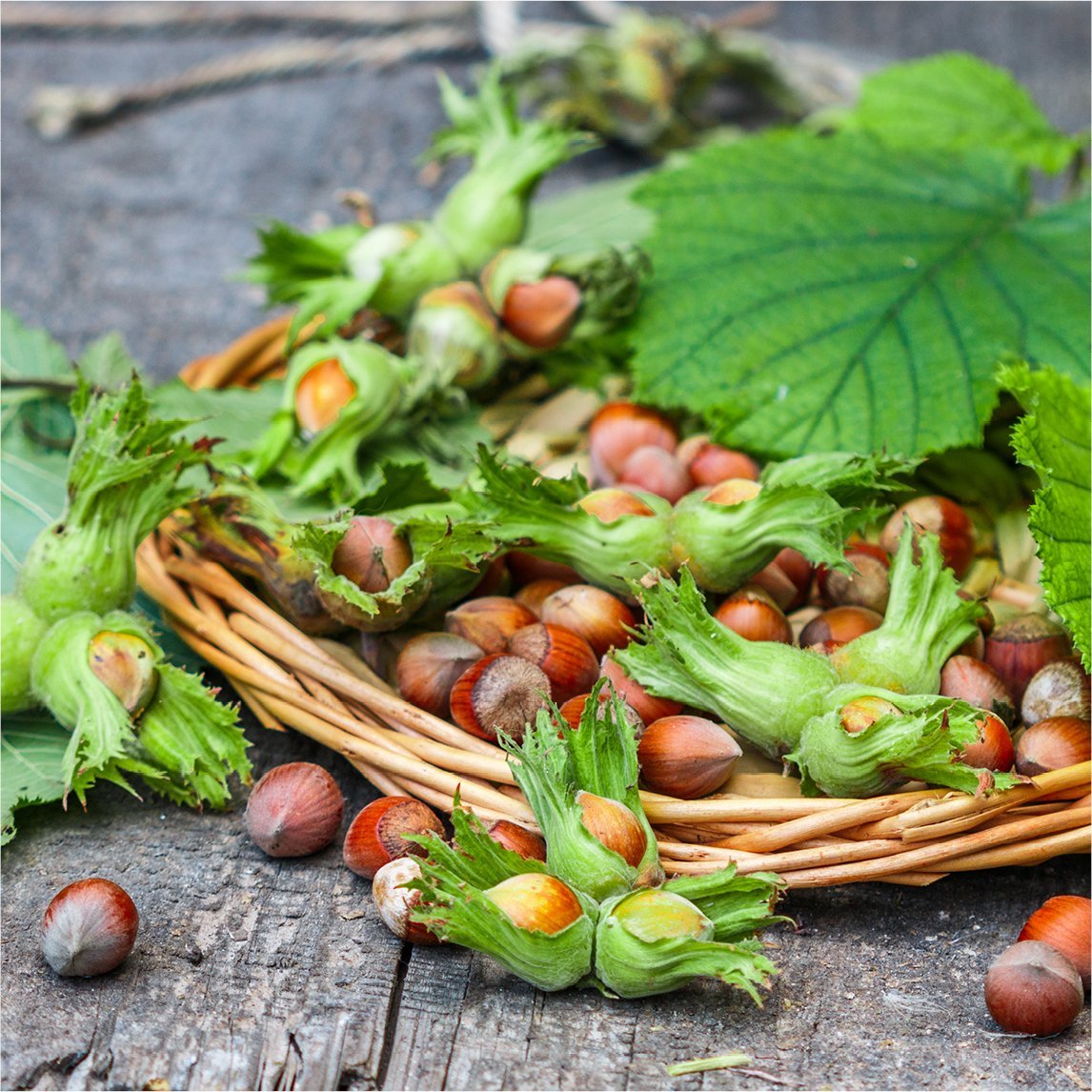 Hazelnut &#39;Lewis&#39;