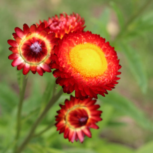 Helichrysum ‘Copper Red’
