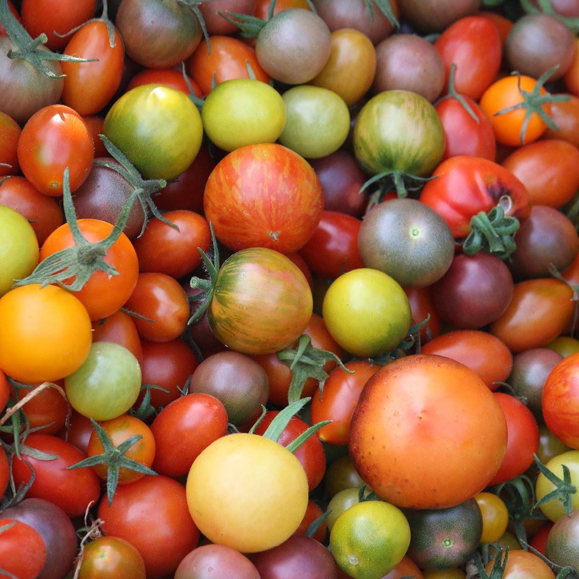 Heirloom Tomato Seed Collection