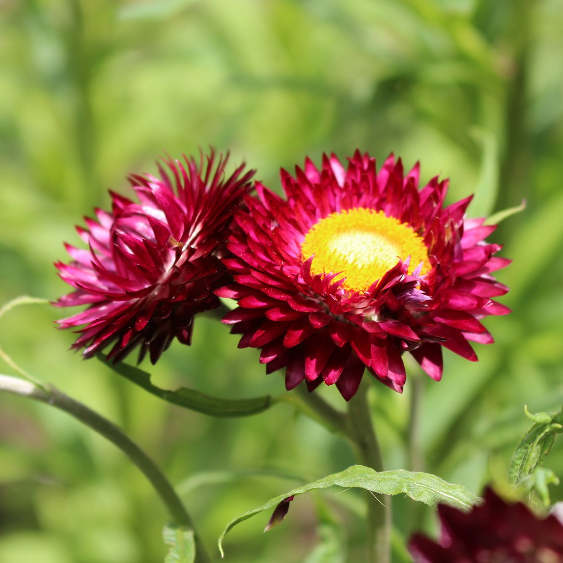 Helichrysum ‘Pink’