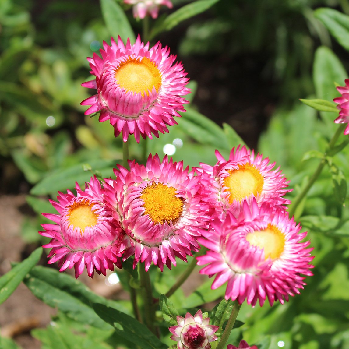 Helichrysum ‘Silvery Rose’