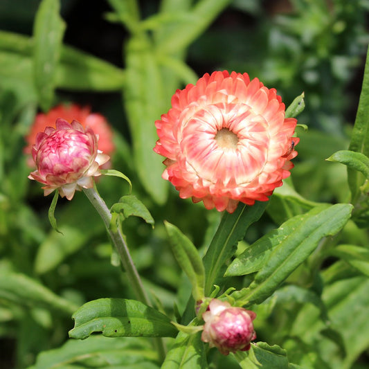 Helichrysum ‘Salmon Rose’