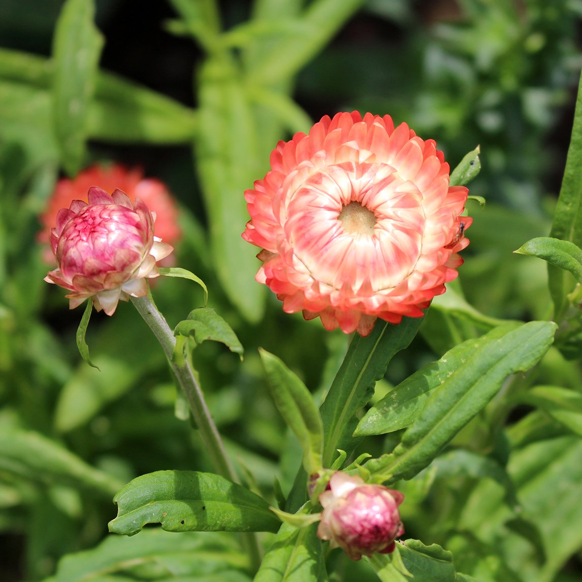 Helichrysum ‘Salmon Rose’