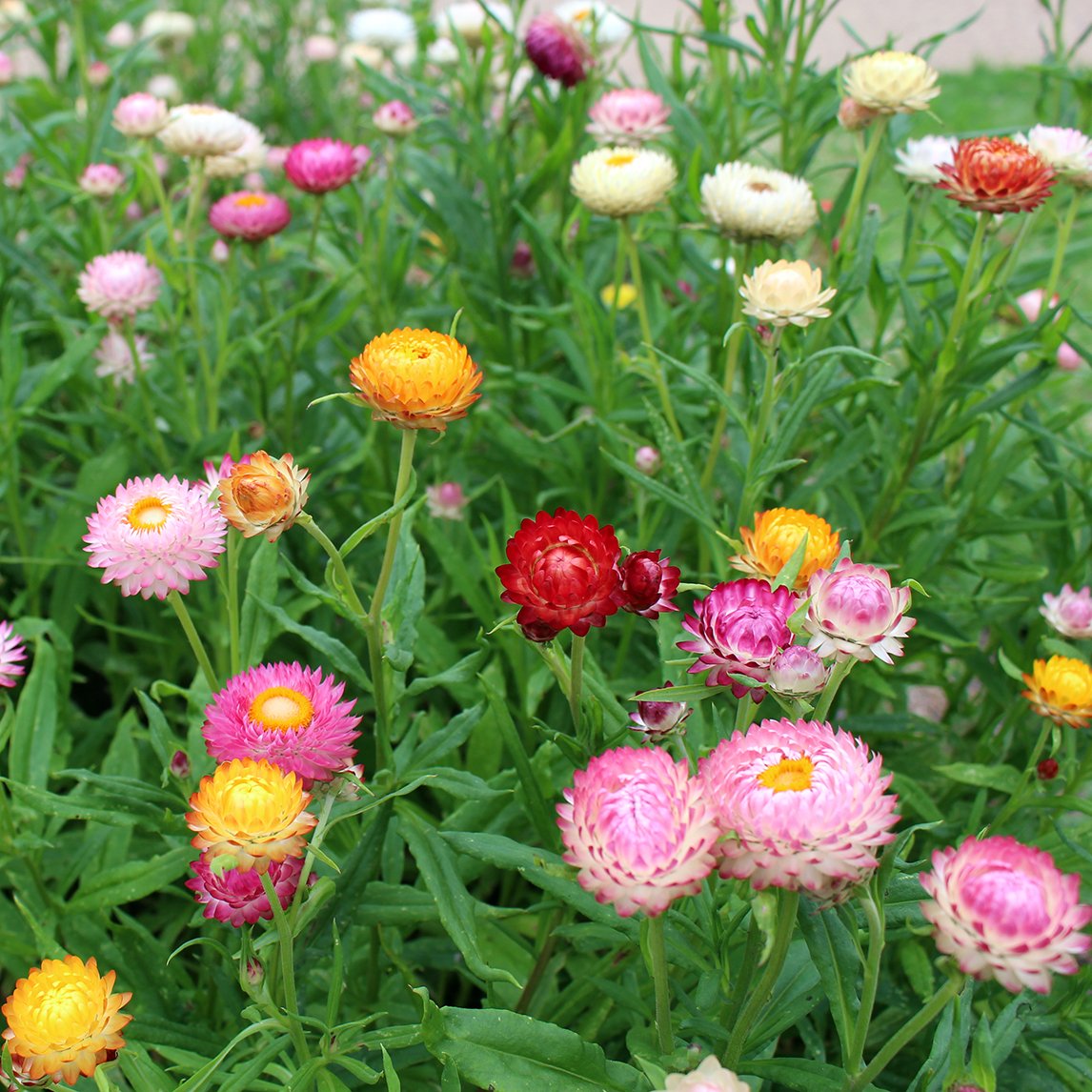 Strawflower Tom Thumb Mix