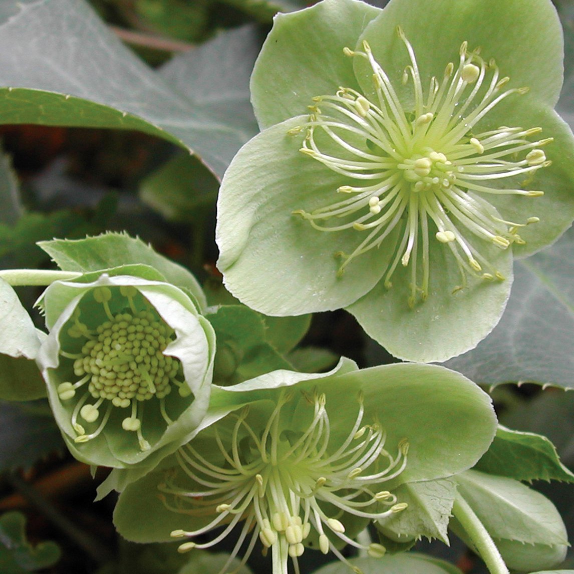 Helleborus Argutifolius