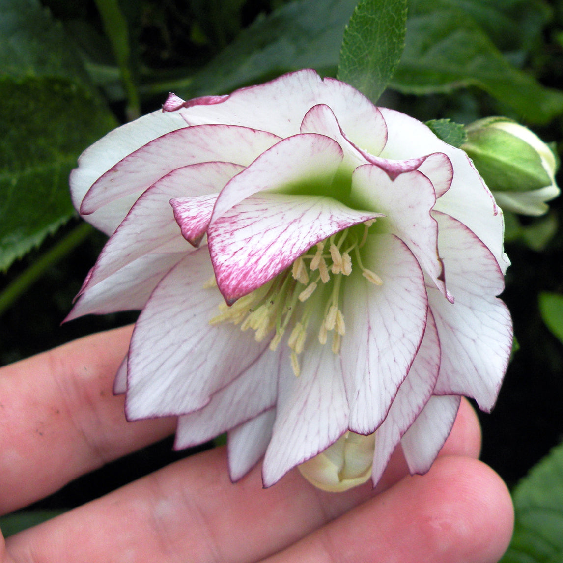 Hellebore &#39;Double Picotee&#39;