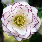 Hellebore 'Double Picotee'