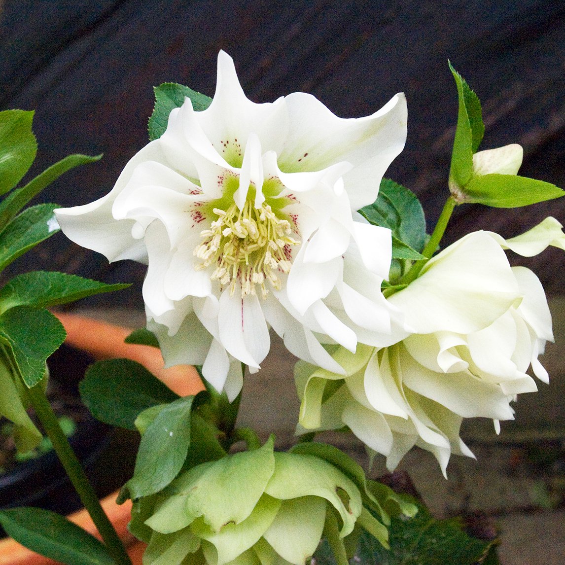 Hellebore 'Double White'