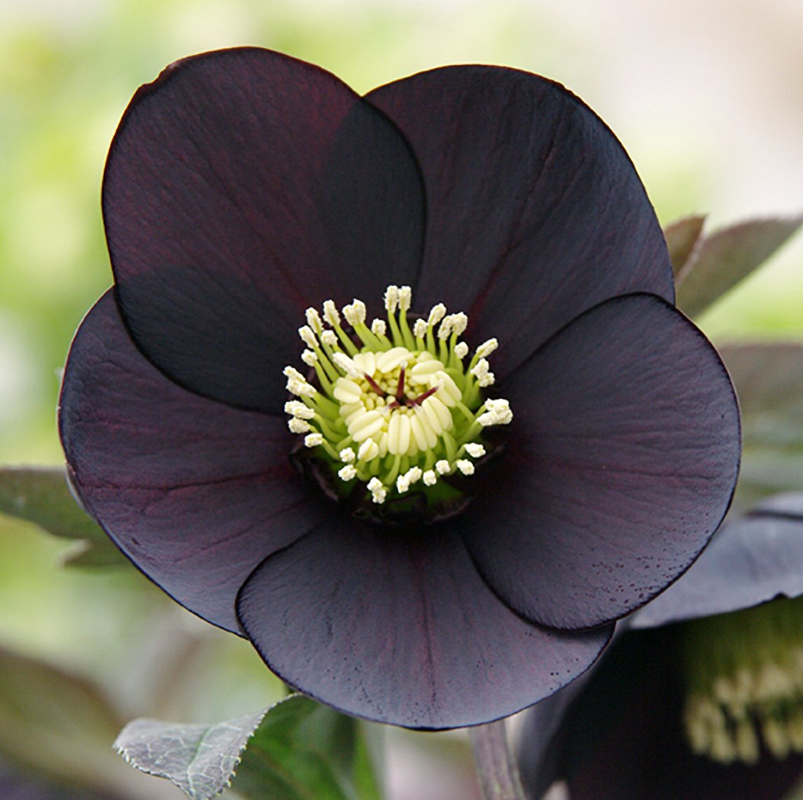 Hellebore 'Midnight'