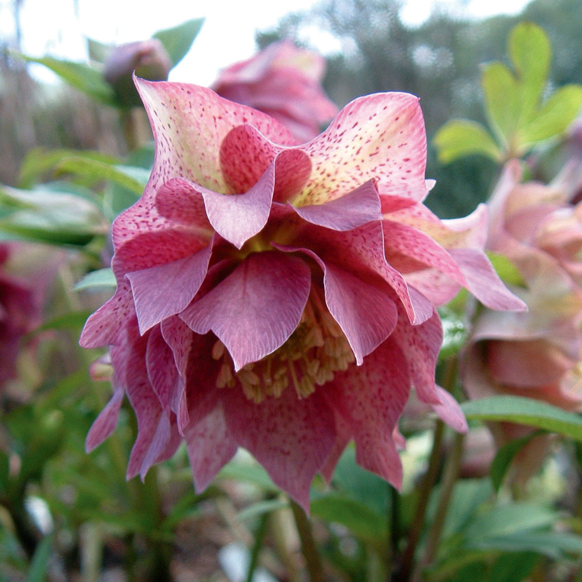 Hellebore &#39;Double Pink&#39;