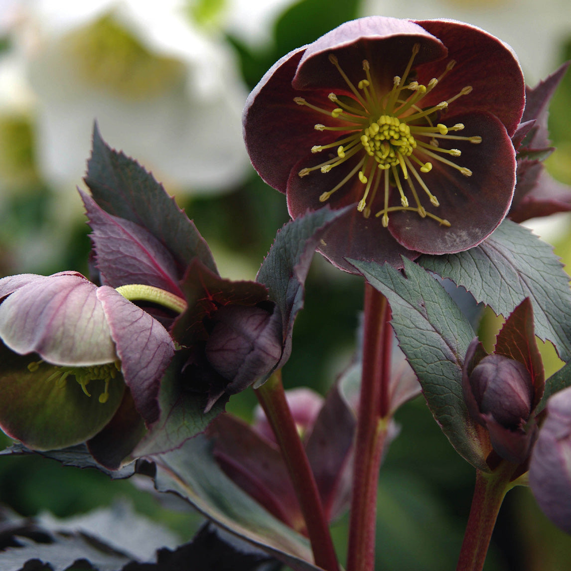 Hellebore 'Smokey Blue'