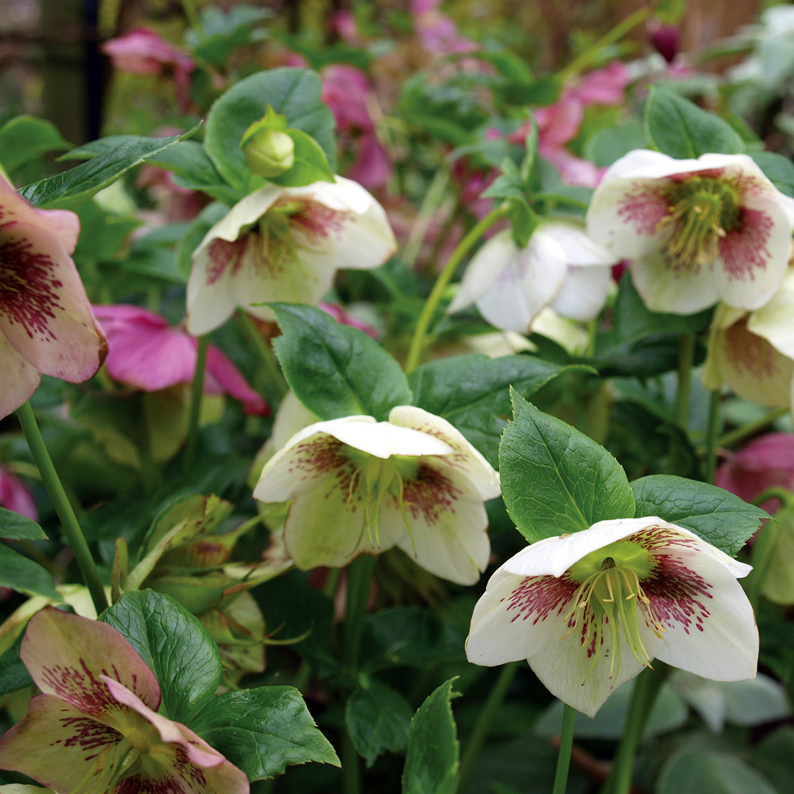 Hellebore &#39;St Erth&#39;