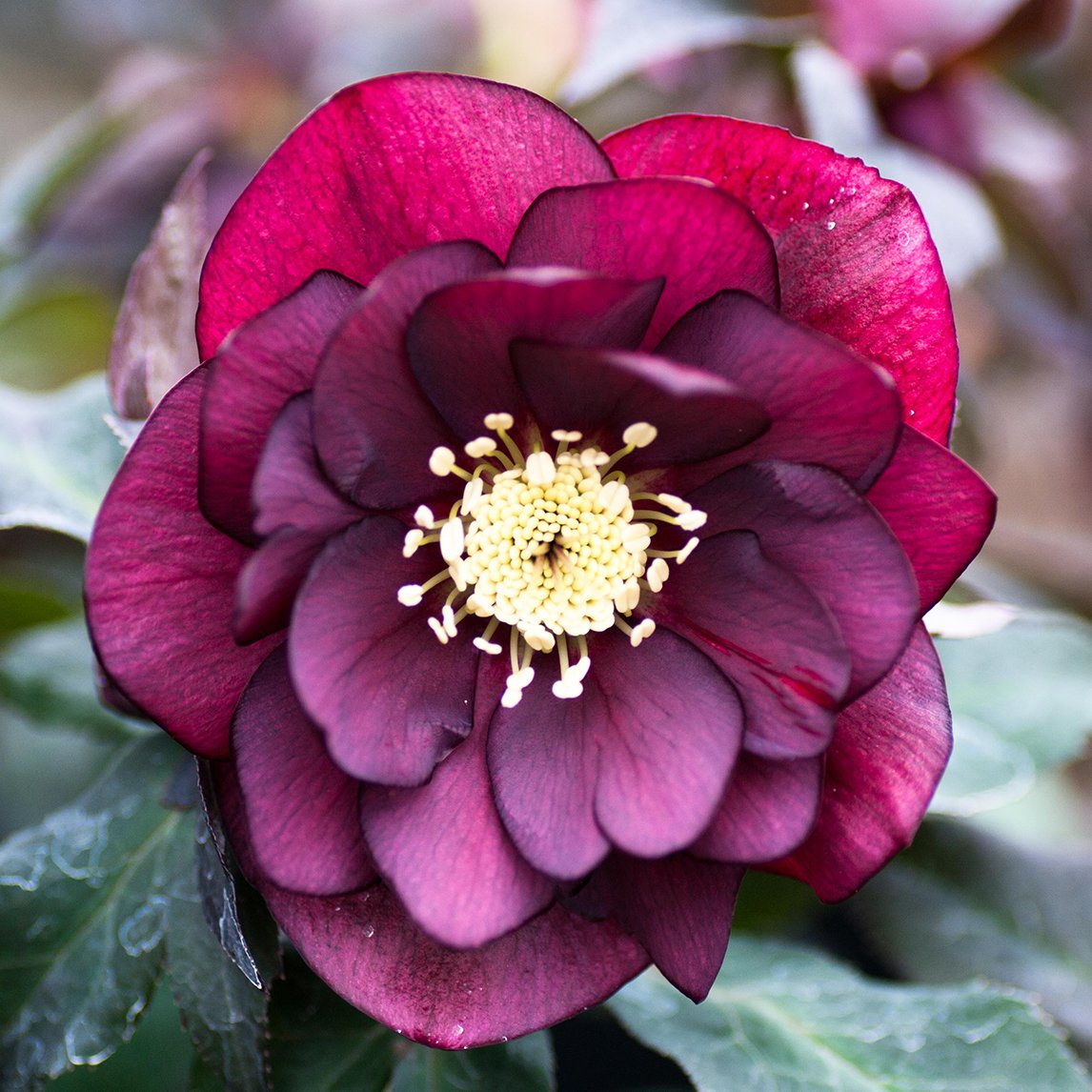 Hellebore 'Double Red'