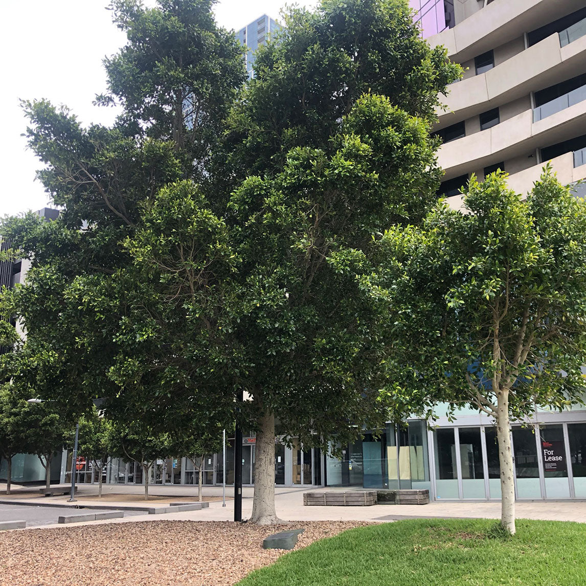 Hill's Fig - The Diggers Club