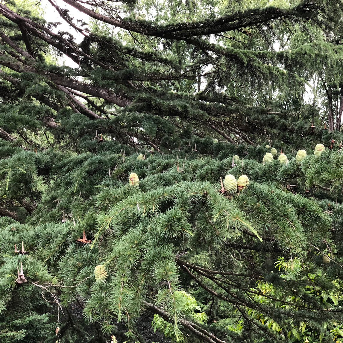 Himalayan Cedar